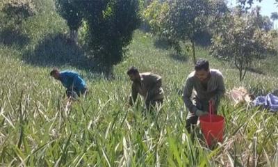 সার সংকটে নানিয়ারচরের আনারস চাষীরা 