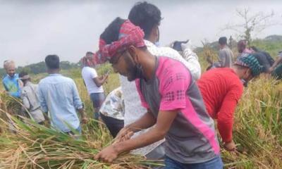 নড়িয়ায় কৃষকদের ধান কেটে দিচ্ছে ছাত্রলীগ