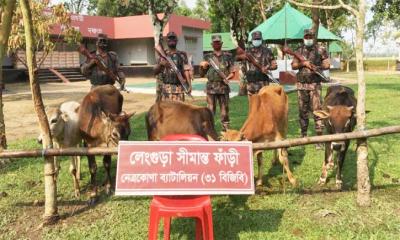 নেত্রকোণা সীমান্তে ভারতীয় গরু উদ্ধার 