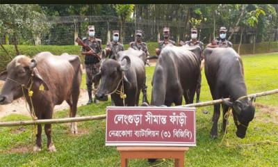 নেত্রকোণায় ভারতীয় মহিষ আটক