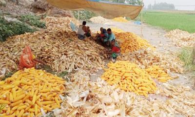 ভুট্টা চাষে হাসি সারিয়াকান্দির কৃষকের মুখে