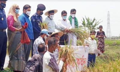 খুলনায় শুরু ধানকাটা উৎসবের