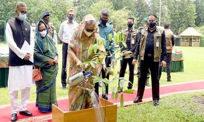 তিনটি করে গাছ লাগাতে প্রধানমন্ত্রীর আহ্বান