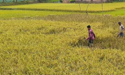 ব্রাহ্মণপাড়ায় চলতি মৌসুমে আউশের ভাল ফলন: কৃষকেরা খুশি