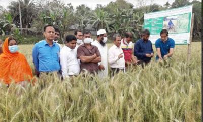 ফরিদপুরে বিনা চাষে গম উৎপাদনে মাঠ দিবস 