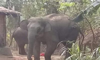 লামায় বন্যহাতির আক্রমণে নারীর মৃত্যু