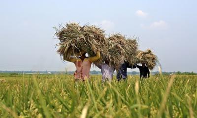 ২৭ টাকায় ধান ও ৪০ টাকা দরে চাল কিনবে সরকার