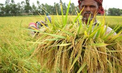 তীব্র গরমে নষ্ট বোরো ধান