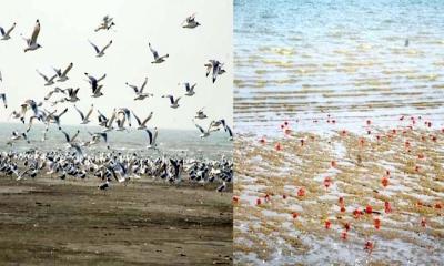 পাখির কলকাকলি ও লাল কাঁকড়ার অবাধ ছুটাছুটি