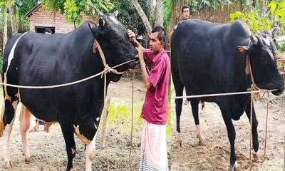 কোরবানির হাট মাতাবে ঝিনাইদহের রাজা-বাদশা