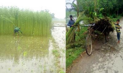 ঠাকুরগাঁওয়ের রেকর্ড পরিমাণ পাট আবাদ: নায্য মূল্যের দাবী কৃষকের