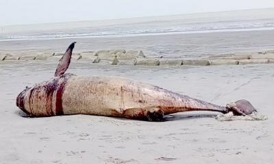 কুয়াকাটা সৈকতে আবারো ভেসে এলো একটি মৃত ডলফিন