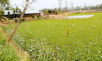 রংপুরে ভাইয়ের বিরুদ্ধে ভাইয়ের জমি দখলের অভিযোগ