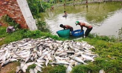 পুকুরে বিষ প্রয়োগে ১৮ হাজার মাছ নিধন