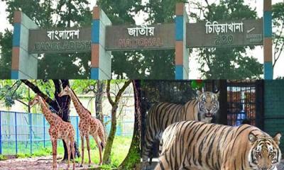 সিঙ্গাপুরের আদলে সাজানো হবে জাতীয় চিড়িয়াখানা