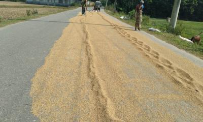 ‘সড়ক নয় যেন ধানের চাতাল’