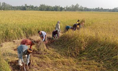 দেবীগঞ্জে শুরু হয়েছে আমন ধান কাটার আমেজ