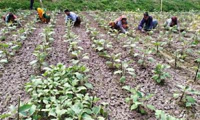 সমান কাজ, পারিশ্রমিক অর্ধেক ক্ষুদ্র নৃগোষ্ঠীর,মজুরি বৈষম্য