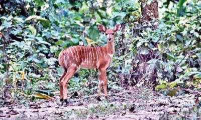 শ্রীপুরে সাফারি পার্কে নায়ালা পরিবারে সর্পিল শিং হরিণ শাবকের জন্ম 