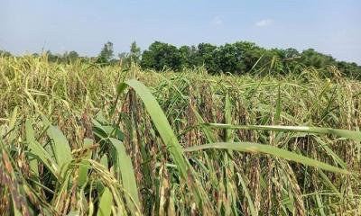 রাণীশংকৈলে প্রথমবারের মতো ‍‍`ব্ল্যাক রাইস‍‍` চাষে সফলতা