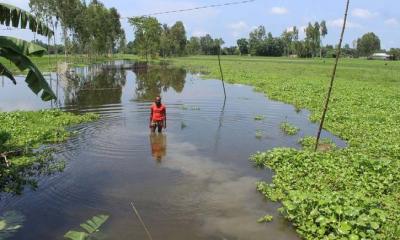 ৭০০ একর জমিতে জলাবদ্ধতা : ক্ষতিগ্রস্ত দু’শতাধিক কৃষক