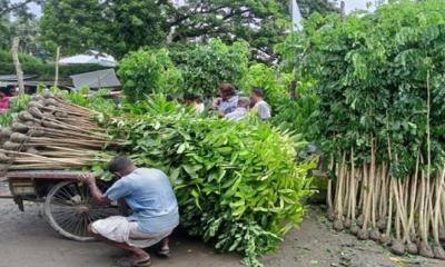 বেতাগীতে  মৌসুমি গাছের চারা হাঁটে বিক্রির ধূম 