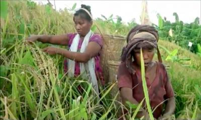 জুমের সোনালী পাকা ধানে ছেয়ে গেছে পাহাড়