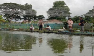 প্রশিক্ষণ ছাড়াই আধুনিক প্রযুক্তির মাধ্যমে তিন বন্ধুর শিং মাছ চাষ