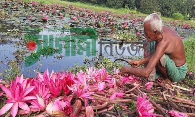 জাতীয় ফুলে জীবিকা