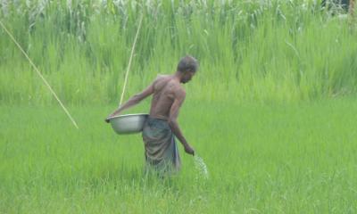 ঝিনাইদহে কৃষকের স্বপ্ন খাচ্ছে মাজরা পোকায়