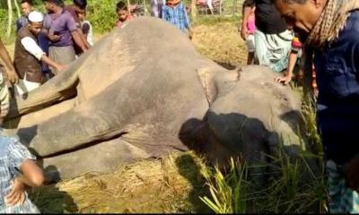 চট্টগ্রামে ধানক্ষেতে বিদ্যুৎস্পৃষ্ট হয়ে বন্য হাতির মৃত্যু