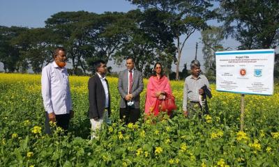 ছত্রাক প্রতিরোধী ও উচ্চফলনশীল পাঁচটি সরিষার জাত উদ্ভাবন