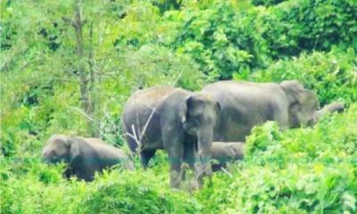 কাপ্তাই বন্য হাতির আক্রমনে ভারসাম্যহীন নারীর মৃত্যু