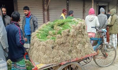 মধুখালীতে জমে উঠেছে পেয়াজের চারার হাট