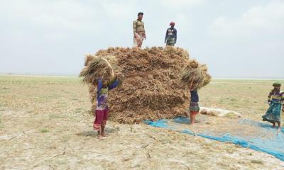 গোয়ালন্দে পদ্মার চরে ফসলে হাসি