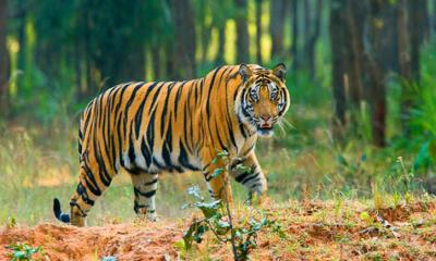 সুন্দরবনে বাঘের শরীরে বসছে ডিভাইস