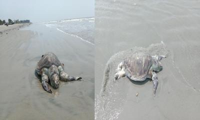 কুয়াকাটা সৈকতের তীরে আবারো ভেসে এলো বিরল প্রজাতির মৃত কচ্ছপ