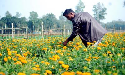 সাদুল্লাপরে ব্যস্ত সময় পার করছে ফুলচাষিরা