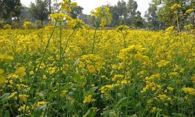 শ্রীপুরে সরিষার বাম্পার ফলনের আশা কৃষকদের