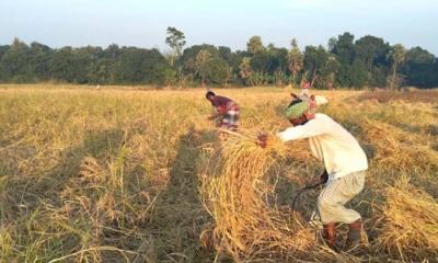 নবান্নে হাসি নেই হরিরামপুরের আমনচাষিদের