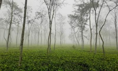 দেশের সর্বনিম্ন তাপমাত্রা শ্রীমঙ্গলে