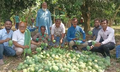 ঝিনাইদহের আম যাচ্ছে ইংল্যান্ডে