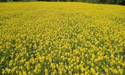 মধুখালীতে ২০ কোটি টাকার সরিষা উৎপাদনের আশা