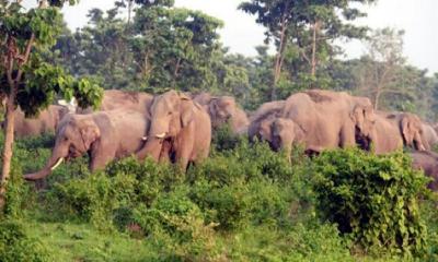 শেরপুরে ‘হাতির আক্রমণে’ কৃষকের মৃত্যু