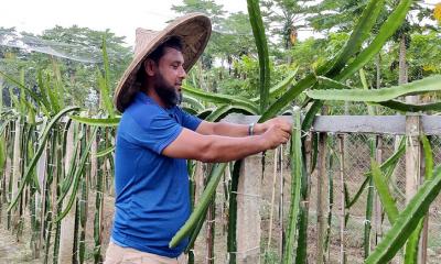 নতুন পদ্ধতিতে ড্রাগন চাষ করে সফল উদ্যোক্তা ডন